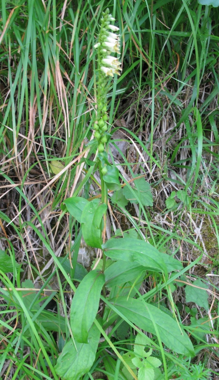 Digitalis micrantha (=Lutea  subsp.australis)